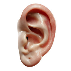 Human Ear with Transparent Background