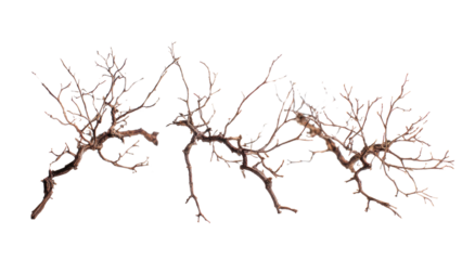Three Dried Branches Isolated