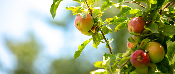 Harvest of apples on a plantation in the garden. Fruit trees with apples. Ripe fruits on the...