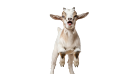 Young white and brown baby goat kid jumping with mouth open isolated PNG with Transparent Background