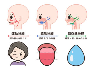 顔面神経の運動神経と感覚神経と副交感神経のイラスト