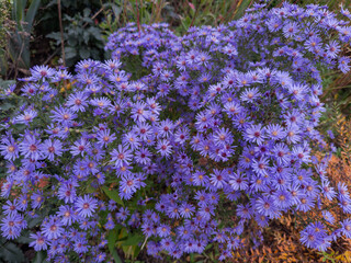 Obraz premium Bush of aster with purple flowers in autumn overcast day