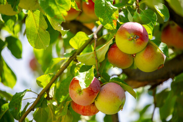 Harvest of apples on a plantation in the garden. Fruit trees with apples. Ripe fruits on the branches of a tree. Gardening in agriculture.