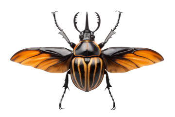 Strikingly patterned orange and black striped beetle with prominent horns, isolated on a white background, showcasing intricate details of its exoskeleton and wings