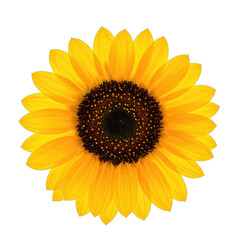 Vibrant yellow sunflower head centered against a stark black background.
