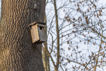 Weathered wooden birdhouse attached to a thick tree trunk in winter woodland. Soft sunlight...