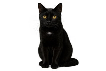 Black domestic cat sitting, looking forward with bright yellow eyes and white chest patch, transparent background