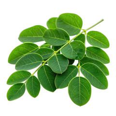 Vibrant green moringa leaves isolated on a solid black background.
