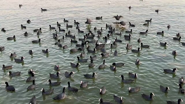 Flock of coots and ducks in the lake in G&ouml;lbaşı District, Ankara, Turkey