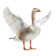 A striking white and tan domestic goose stands with its wings fully spread against a pure black background.