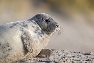 Seitlich liegende junge Robbe blickt in die Kamera mit unscharfer D&uuml;nenkulisse