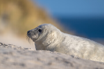 Robbenjunges ruht hinter einem kleinen Sandhügel mit verschwommener Dünen‑ und Meerszenerie