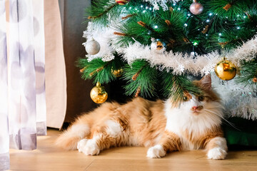 A beautiful red cat is sleeping under a decorated Christmas tree. Christmas atmosphere, peace