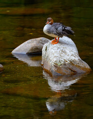 Common merganser female standing on a rock in the middle of a river, Great Smoky Mountains, Tennessee