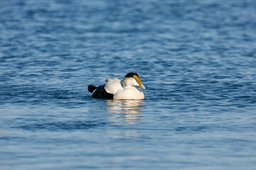 Adult male Common Eider (Dresser's) swimming in the Atlantic Ocean © Kari Post