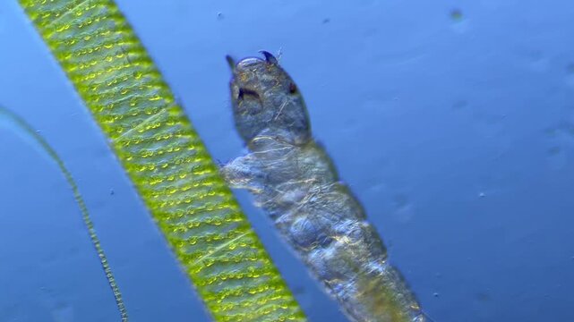 Chironomid larva under the microscope at 100x Magnification