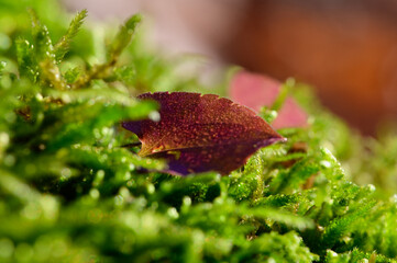 A single dead leaf resting in mat of thick moss