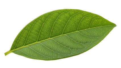 Obraz premium Fresh green leaf PNG isolated on transparent background, vibrant foliage with detailed veins for botanical design and nature themes