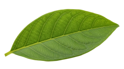 Fresh green leaf PNG isolated on transparent background, vibrant foliage with detailed veins for botanical design and nature themes
