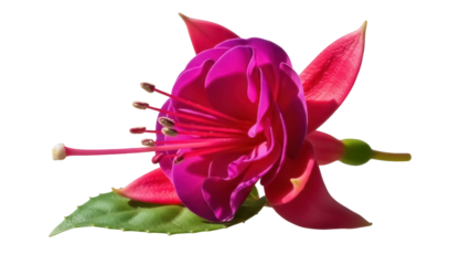 Vibrant fuchsia flower PNG isolated on transparent background, beautiful magenta and red blossom with delicate petals and stamens, floral design element