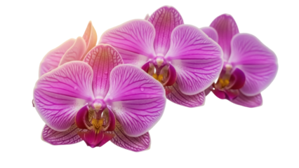 Striking pink orchid flowers isolated PNG, delicate petals with intricate patterns on transparent background for botanical designs