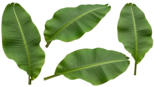 Set of green banana leaves isolated PNG on transparent background, tropical foliage for exotic design and decoration elements