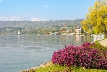 Spring view of Lake Viverone, Italy, with calm water, blooming flowers, lakeside village, sailboat, and distant snow-capped mountains under a clear blue sky.