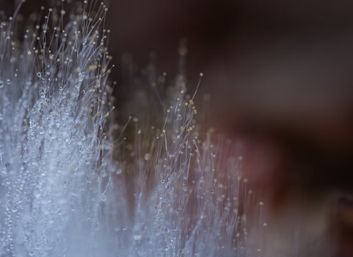 Nahaufnahme von Mucor, auch Mukor oder K&ouml;pfchenschimmel genannt