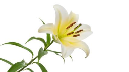 Elegant yellow lily isolated PNG on transparent background, beautiful flower with green leaves for design and decoration, floral element for spring projects