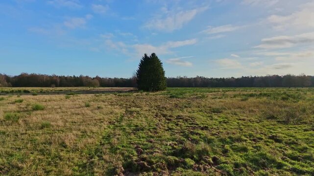 Aerial pull-away shot revealing a long row of green pine trees bordering a dirt path and a large grassy field under a sunny sky.