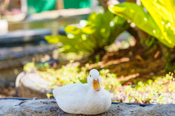 cute white duck preening feathers by the pond