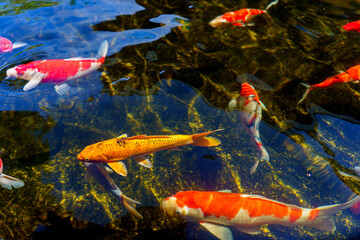 colorful koi fish feeding together in pond