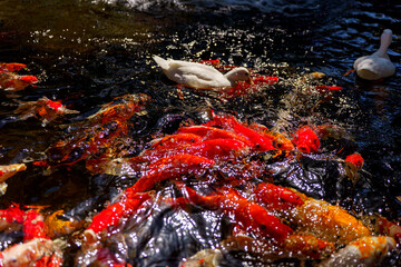 colorful koi fish feeding together in pond