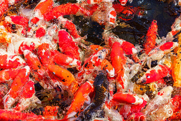 colorful koi fish feeding together in pond