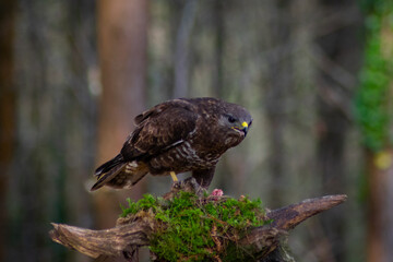 Busardo ratonero posando