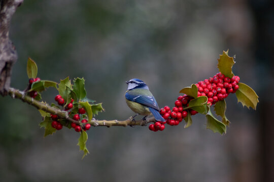 Herrerillo comun en acebo