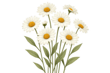 Obraz premium Delicate daisy bouquet arrangement with green leaves, transparent background, hand drawn watercolor botanical illustration