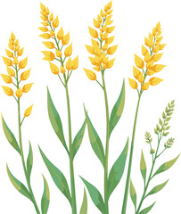 Wild grass and meadow plants botanical illustration isolated on white background, natural greenery clipart