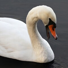 Obraz premium Serene Elegance: Close-Up of a Graceful White Swan on Dark Water