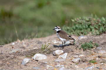 Kentish Plover