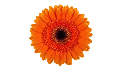 Vibrant orange Gerbera daisy isolated PNG on transparent background, bright and cheerful flower for design projects