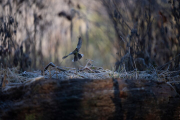 ballerina bianca (Motacilla alba), in volo radente sopra la vegetazione ripariale.