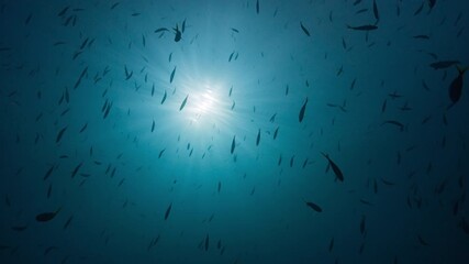 Low angle underwater shot looking up at sunlit surface through schools of silhouetted fish