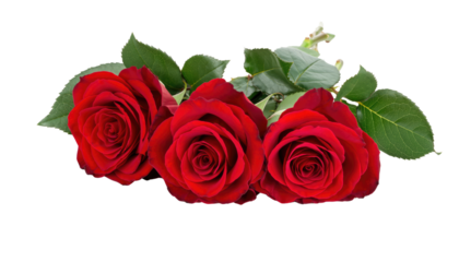 Valentines day beautiful arrangement of three red roses with green leaves perfect for romantic occasions product shot isolated