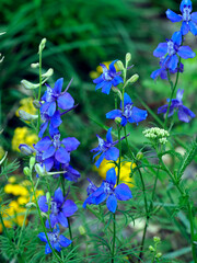 Kwitnąca Ostróżeczka polna (Consolida regalis) na leśnej polanie. Jest piękną delikatną rośliną i jest stosowana w ziołolecznictwie © JDziedzic