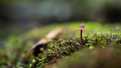 Small mushroom with insect on cap growing from moss close up, detail from forest in autumn