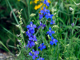 Kwitnąca Ostróżeczka polna (Consolida regalis) na leśnej polanie. Jest piękną delikatną rośliną i jest stosowana w ziołolecznictwie © JDziedzic
