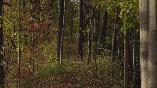 A peaceful autumn forest path lined with tall trees, fallen leaves covering the ground, and warm, dappled light. Ideal for nature, hiking, travel, and outdoor stock visuals.