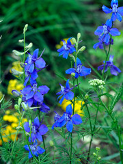 Kwitnąca Ostróżeczka polna (Consolida regalis) na leśnej polanie. Jest piękną delikatną rośliną i jest stosowana w ziołolecznictwie © JDziedzic