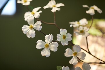 Obraz premium Flower petals for home interior decoration made of plastic